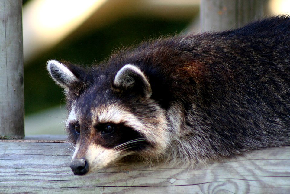 Wingham Wildlife Park