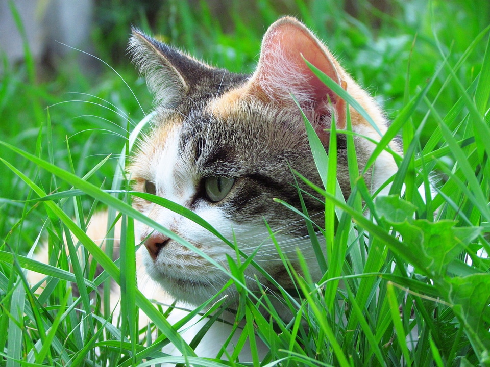 Domestic feline outdoor