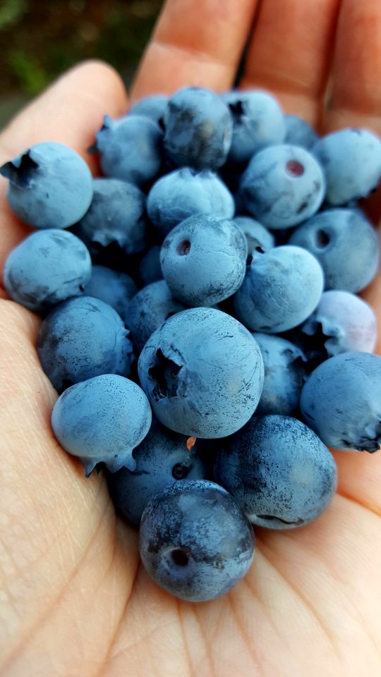 Day 213 blue bounty