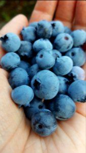 Day 213 blue bounty