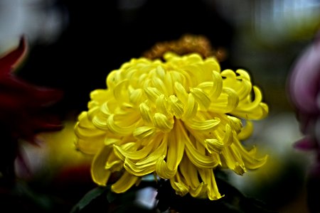 岸的新世界（菊花）