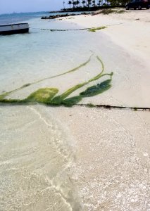 Day 127 Aruba