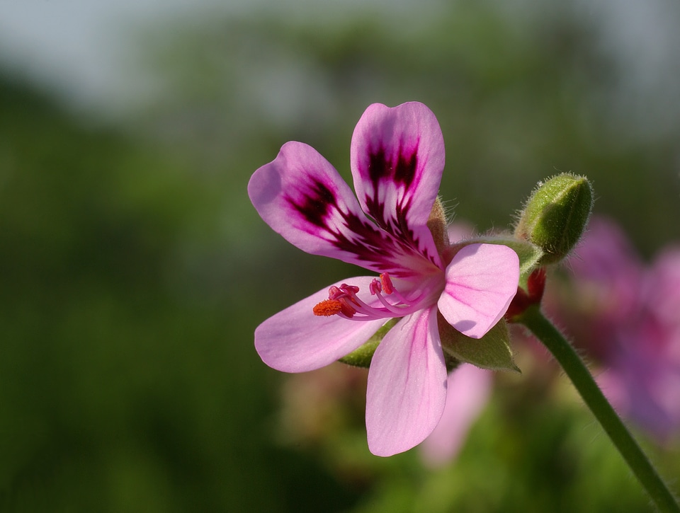Pelargonium quercifolium fair ellen bloom