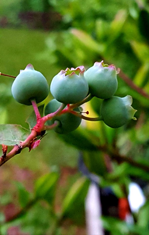 baby blueberries