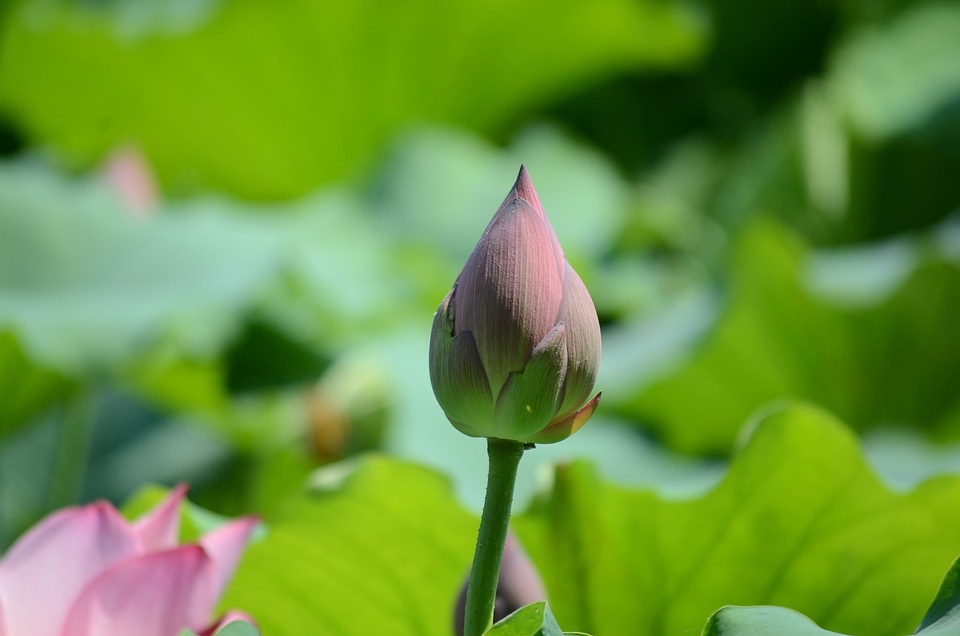 Summer lotus the scenery
