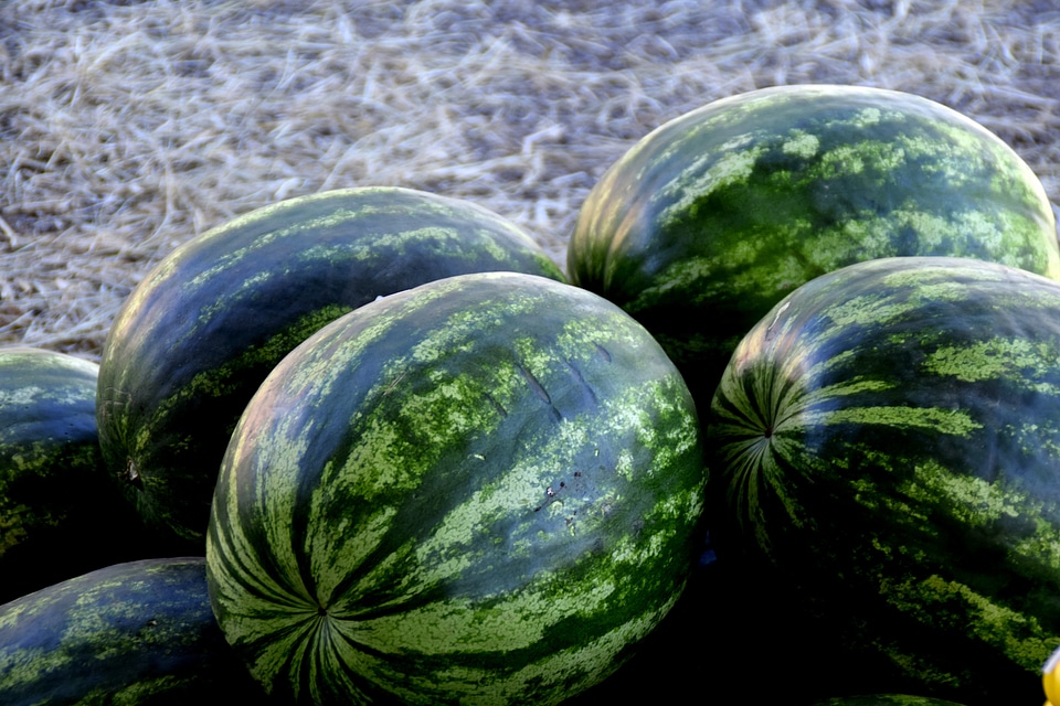 Fruit green melacias