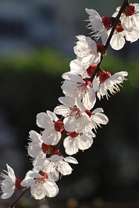 Flower peach blossom spring