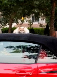 Day 232 cat on a not tin roof