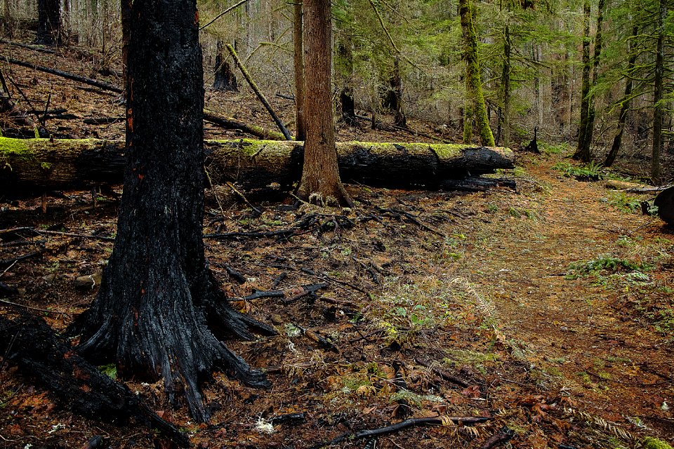 Impacts haven’t been as severe on the Pacific Crest Trail, photo courtesy of Terry Hill.