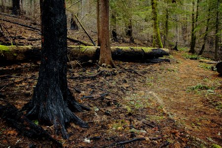 Impacts haven’t been as severe on the Pacific Crest Trail, photo courtesy of Terry Hill.