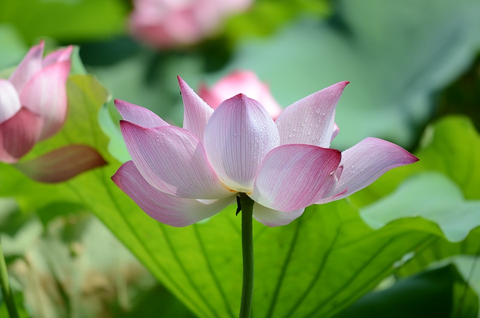 Lotus in full bloom lotus leaf