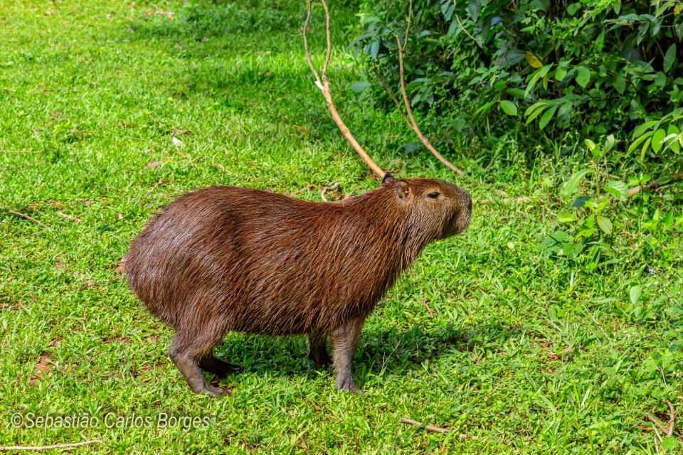 Capivara (Hydrochoerus hydrochaeris)
