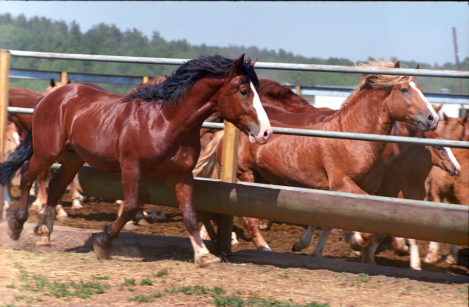 Farm cicindela horses
