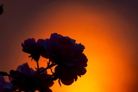 Sonnenuntergang in Plön007