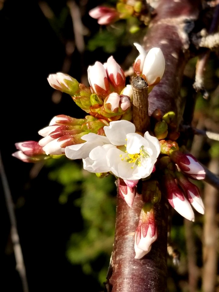 Day 081 first of the(ornamental) cherry blossoms