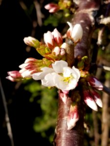 Day 081 first of the(ornamental) cherry blossoms