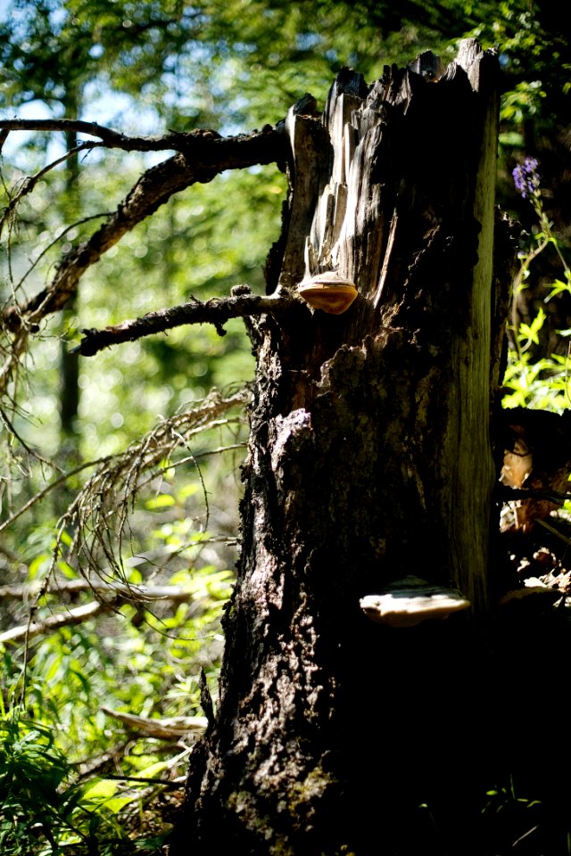 A stump and mushrooms