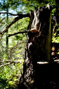 A stump and mushrooms