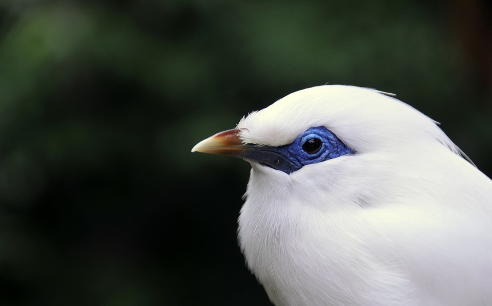 Bird exotic animal photo