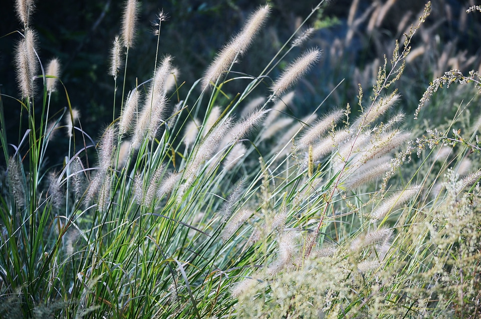The scenery plant artistic conception