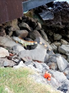 Marina iguana