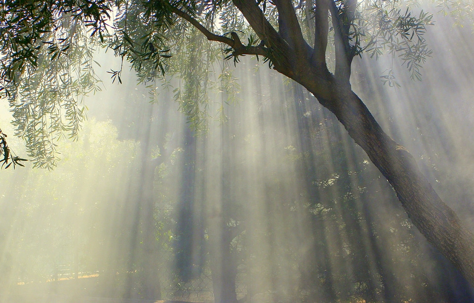 Landscape tree countryside