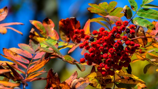 Red Berries with Fall Leaves photo