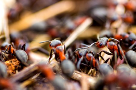 busy ants