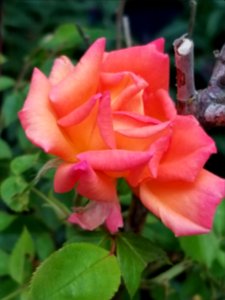 Day 152 climbing rose.