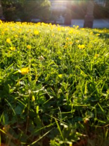 Day 144 sunset on buttercups