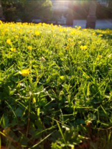 Day 144 sunset on buttercups photo