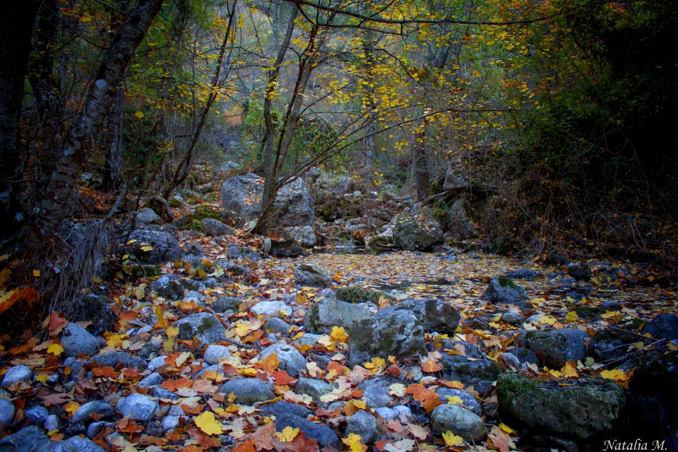 Entre árboles, rocas y Otoño