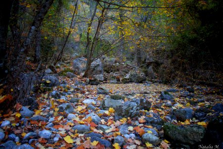 Entre árboles, rocas y Otoño