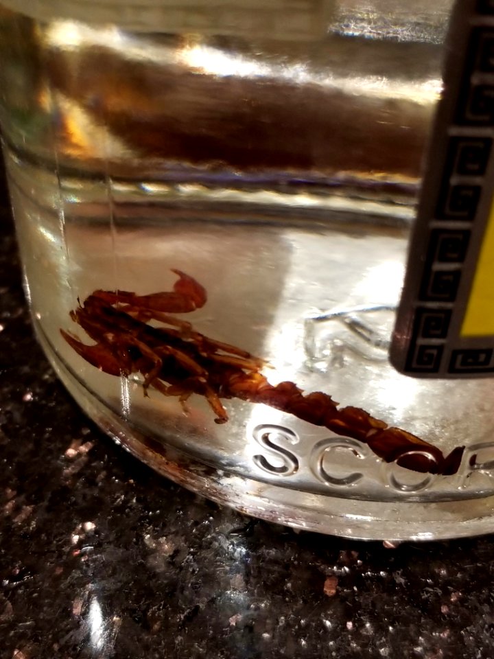 Day 131 scorpion mezcal