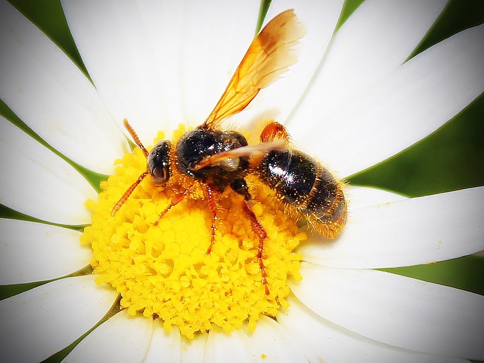 Honey insect blossom photo