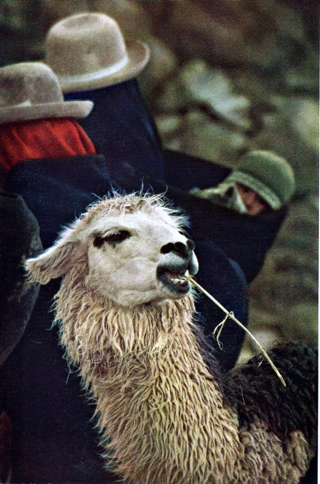 Llama, auquénido del Perú