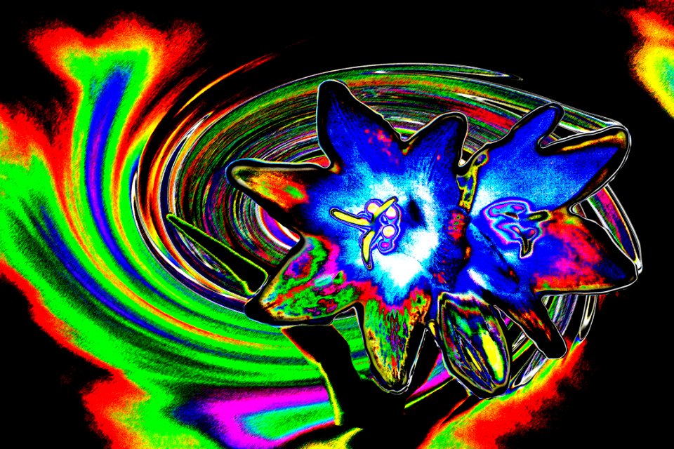 psychedelic lily