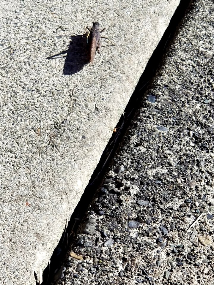Day 266 grasshopper