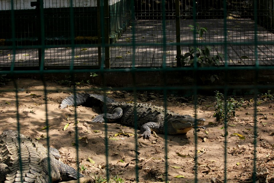 IMG 0590
