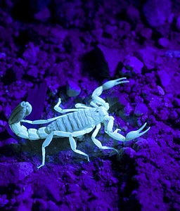 White poisonous dangerous
