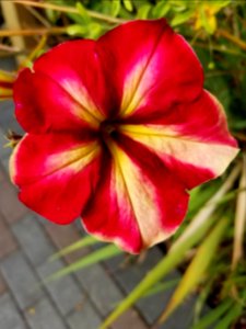 Day 265 petunia