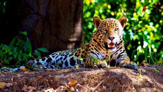 Otorongo o jaguar en madre de Dios