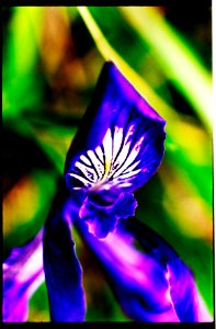 Iris close up