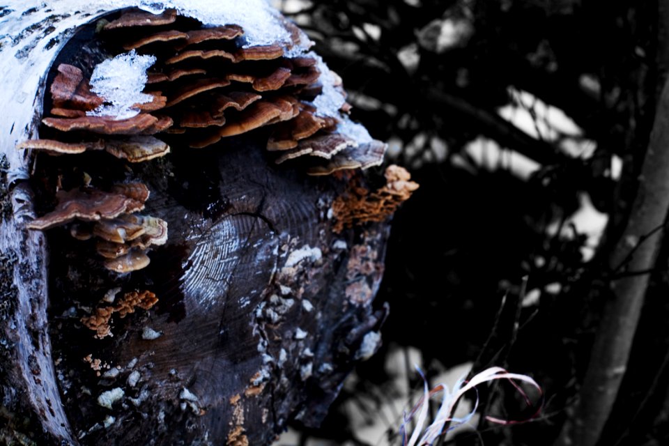 Winter shrum, a birch stump and mushrooms