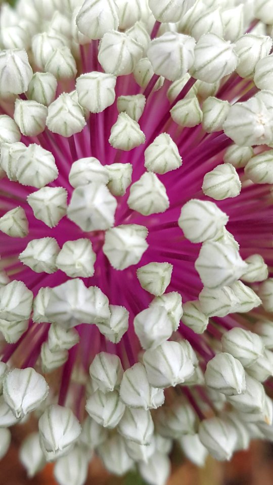Day 192 leek blossom or alien invasion?