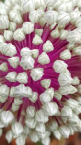 Day 192 leek blossom or alien invasion?
