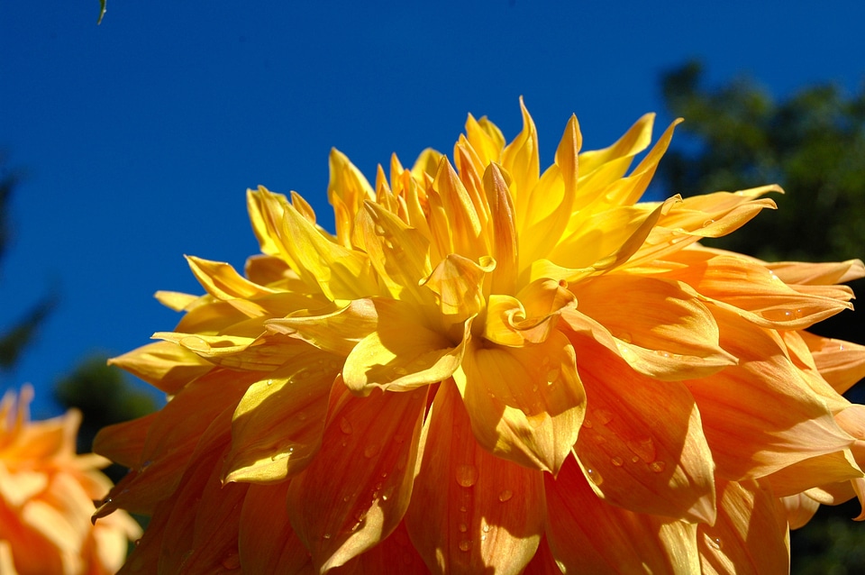 Orange spring floral