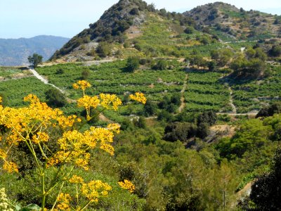 Alona & Polystipos, Cyprus photo