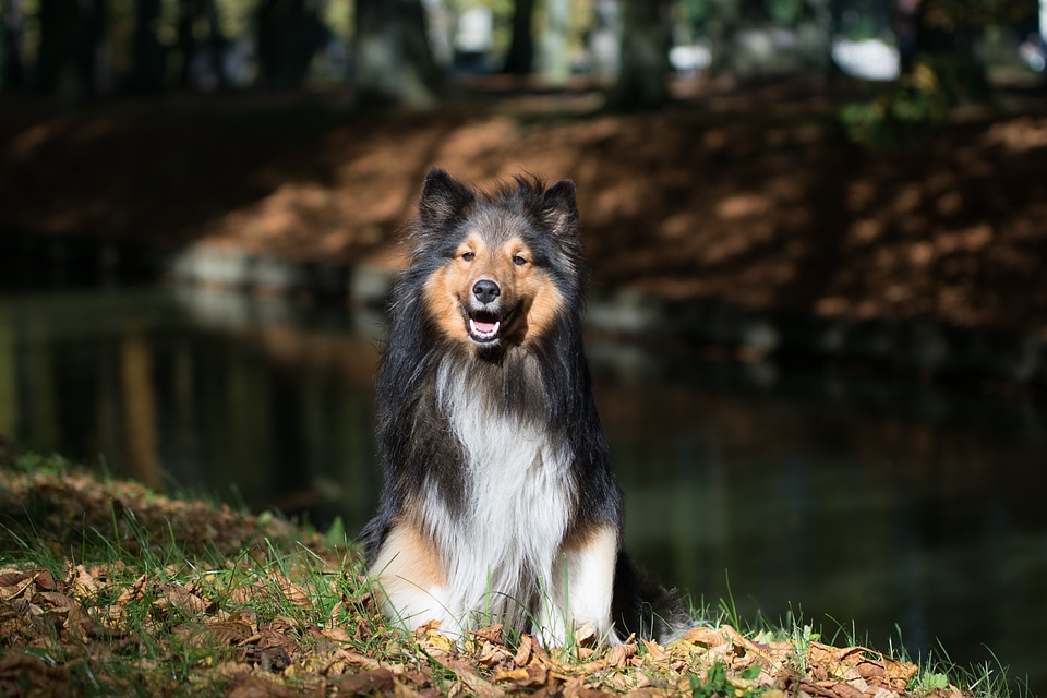 Sheltie animal portrait close up