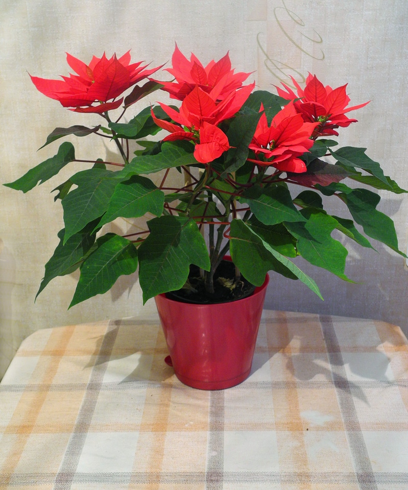 Bloom plants in pots indoor plant